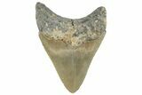 Serrated, Fossil Megalodon Tooth - North Carolina #255213-1